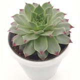 Sempervivum house leek plant