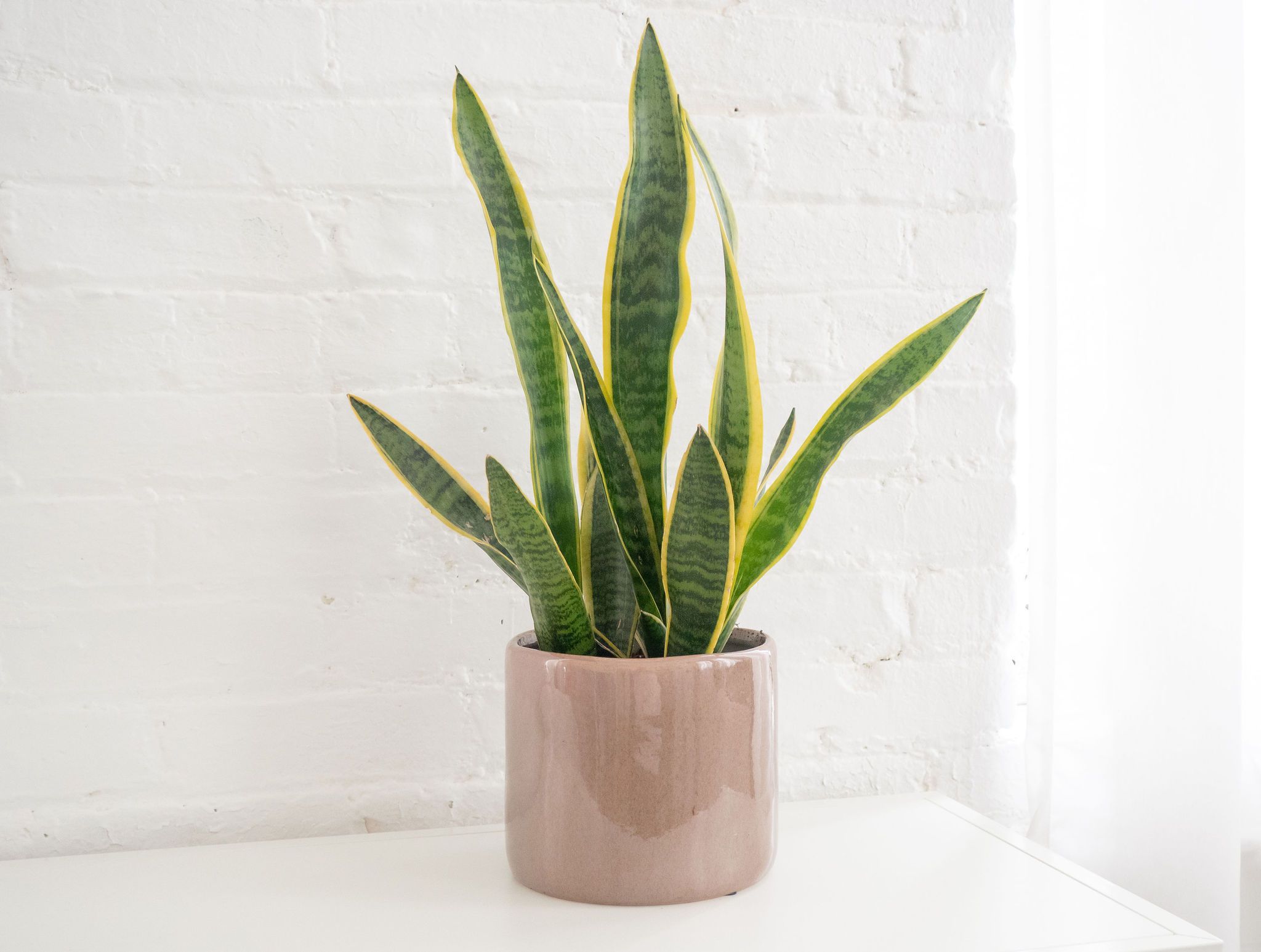 Green Sansevieria indoor plant