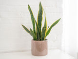 Green Sansevieria indoor plant