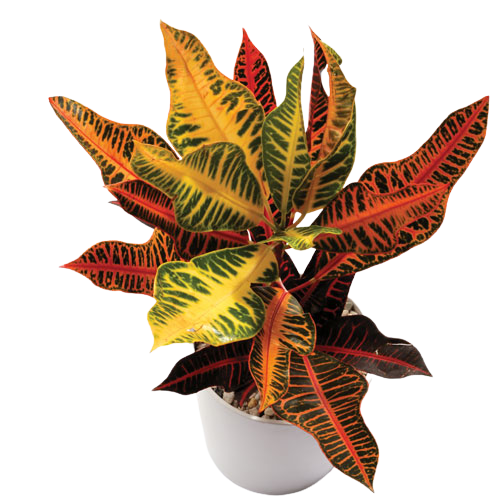 Set of 4 air purifying indoor plants