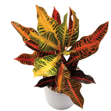 Set of 4 air purifying indoor plants