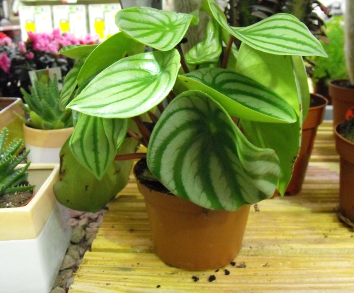 Watermelon peperomia indoor plant