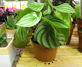 Watermelon peperomia indoor plant