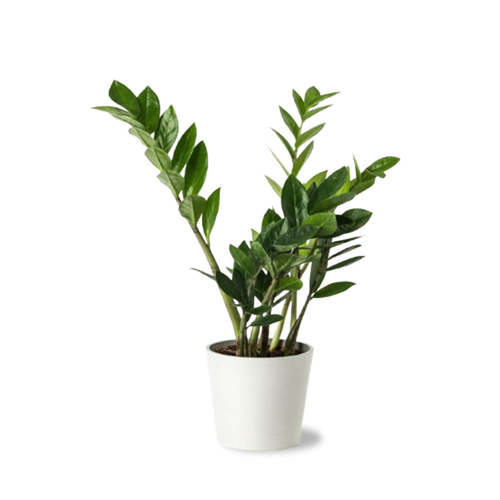 ZZ plant – white pot combo