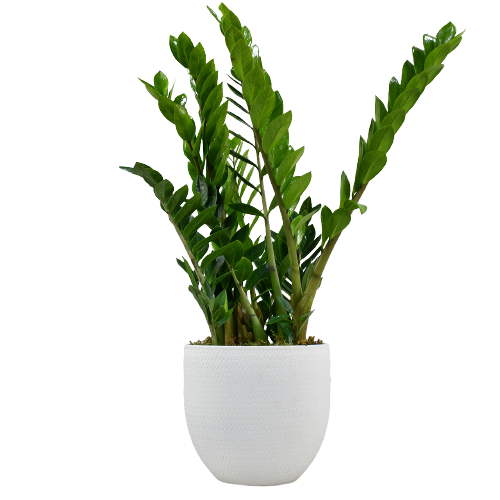 Exquisite plant combo - set of 4
