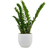 Exquisite plant combo - set of 4