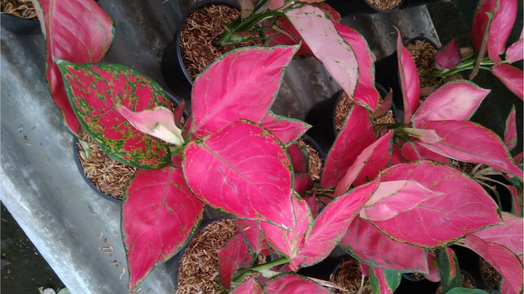 10 Pro Tips to Take Care of Aglonema Red Lipstick Plant