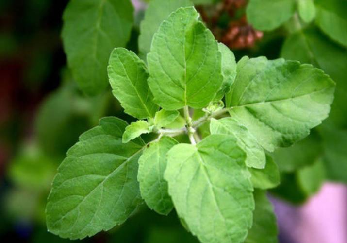 Immunity Boosting Plants To Prevent Ailments