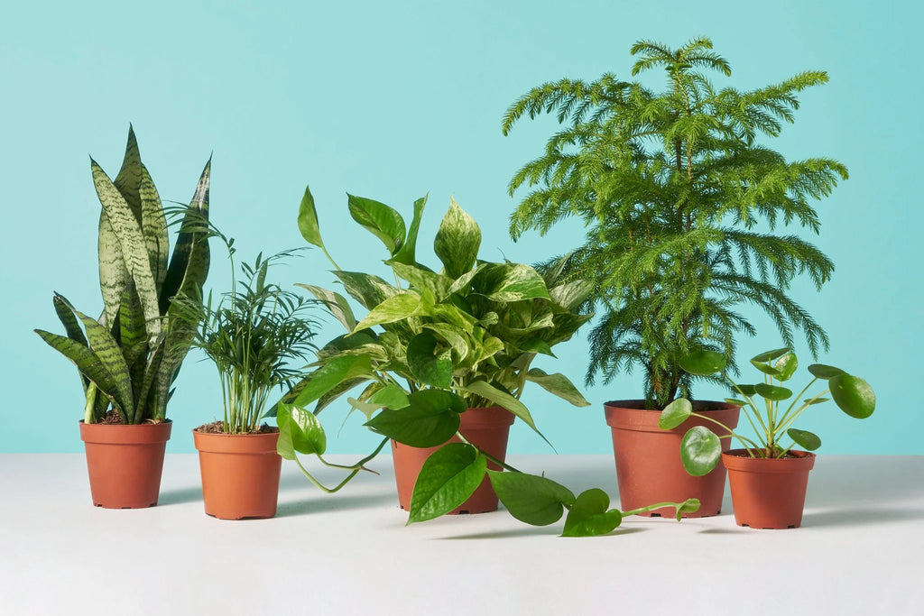 The Best Low-Maintenance Houseplants to Invest in 2024