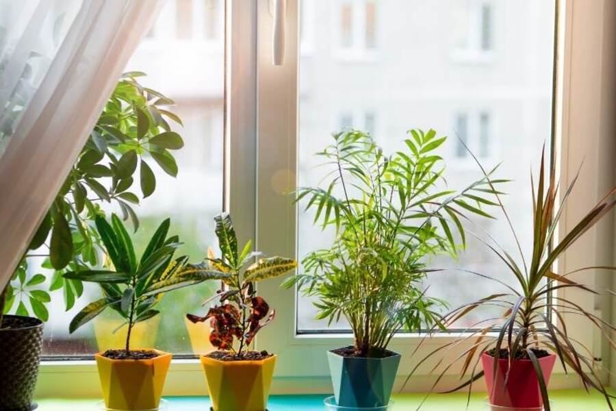 Ultimate Indoor Plant Light Guide
