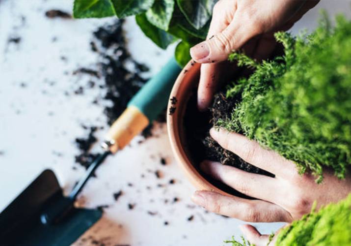 DIY Plant Care Tips For Independent Gardeners