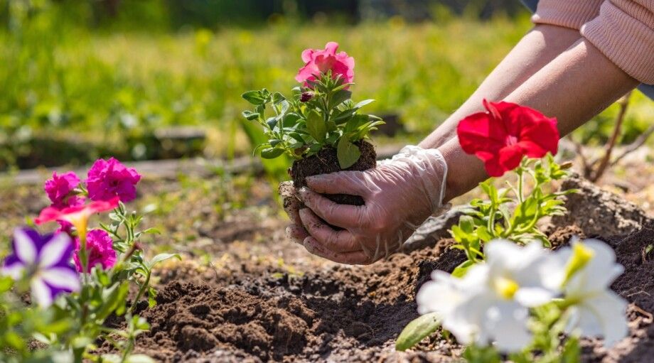 10 Essential Summer Gardening Tasks