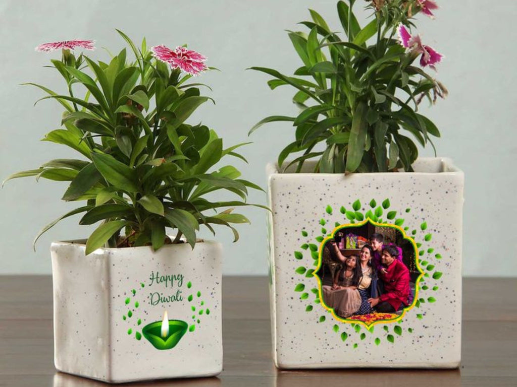 How to Grow Rosemary at Home: Foolproof Tips for Beginners