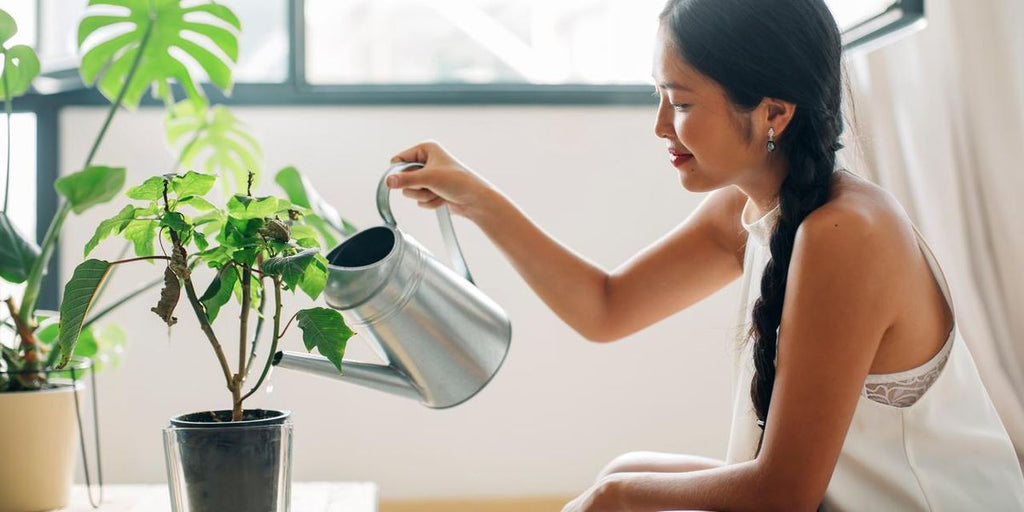 Indoor Plants for a Mood Boost: Bringing Joy into Your Home