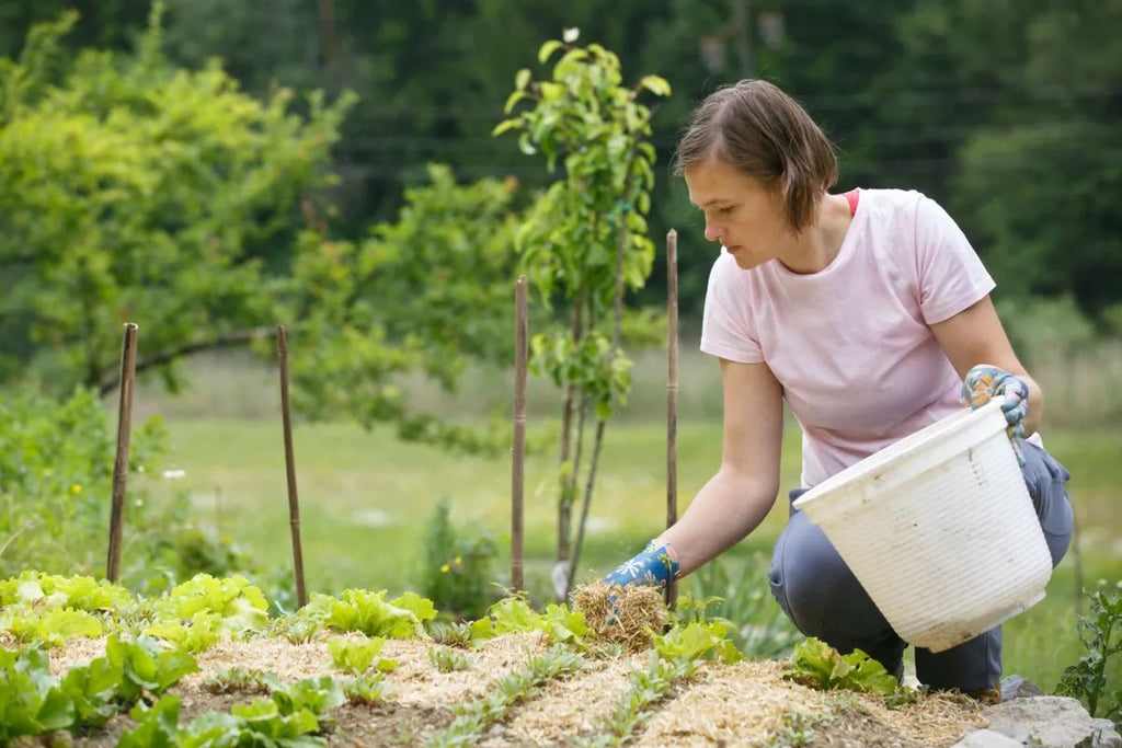 How to Protect Plants from Extreme Heat