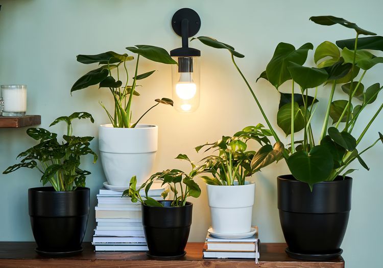 Indoor Plant Lighting: A Comprehensive Guide