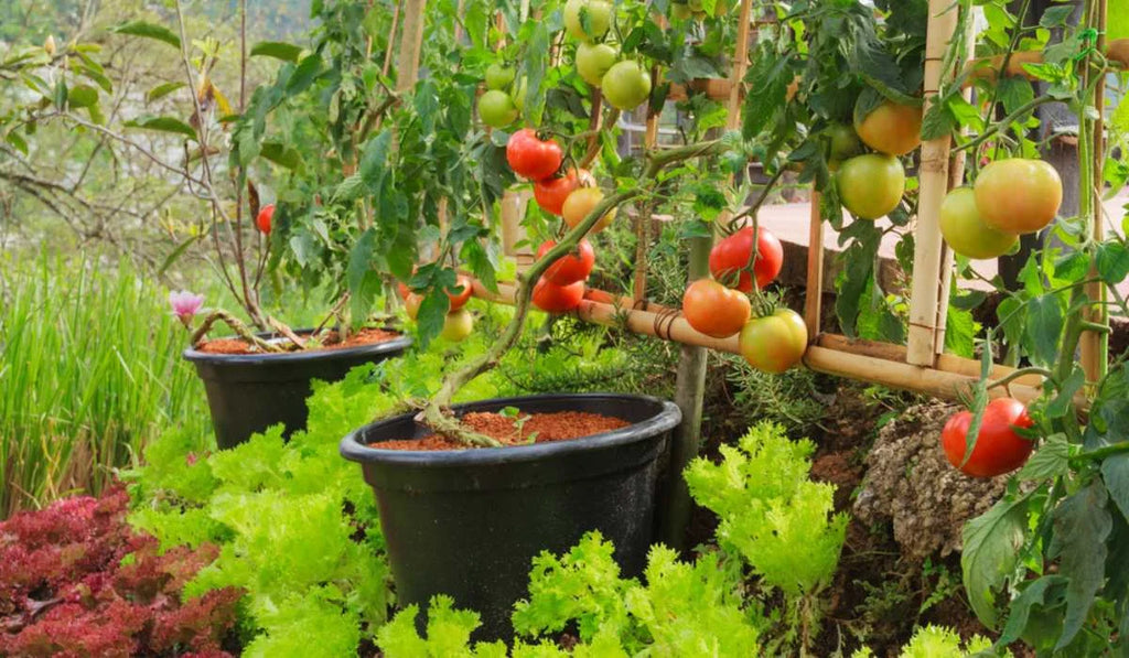 6 Vegetable gardening mistakes which everyone does
