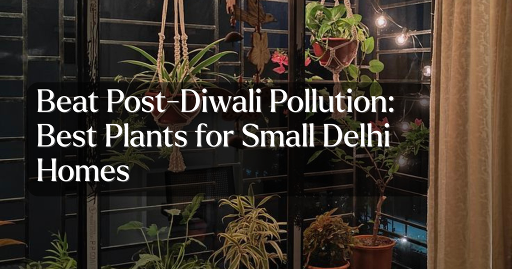 Beat Post-Diwali Pollution: Best Plants for Small Delhi Homes