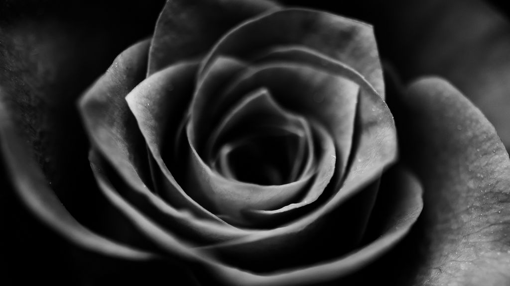 Black Roses: Unveiling Their Mystical Symbolism