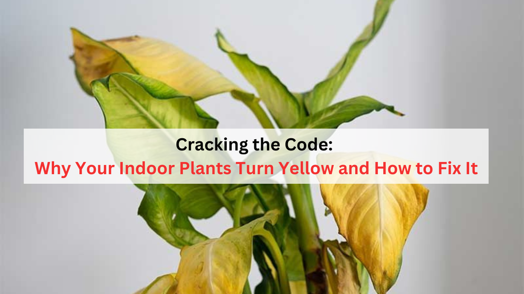 Cracking the Code: Why Your Indoor Plants Turn Yellow and How to Fix It