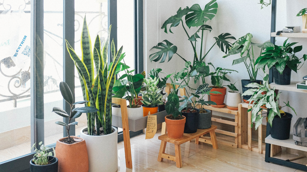 Cleanse Your Home's Air with Indoor Plants: A Healthier Environment
