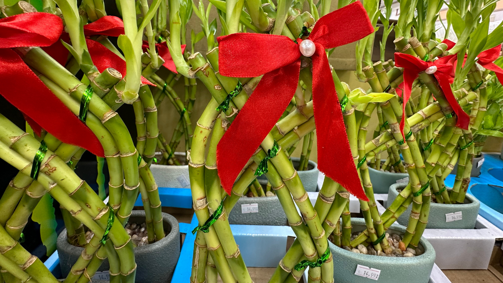 Bring Good Fortune into Your Home with These Top 10 Lucky Plants