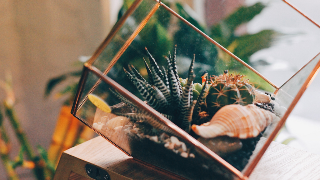Creating Mini Ecosystems: A Guide to Terrariums