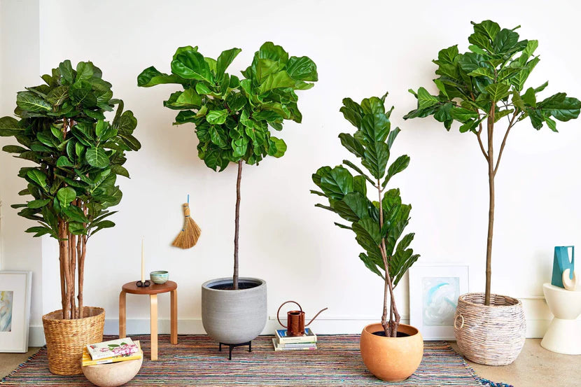 Fiddle Leaf Fig: A Statement Plant for Stylish Spaces