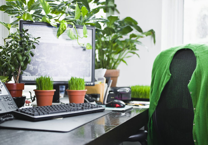 Plants on study table deals
