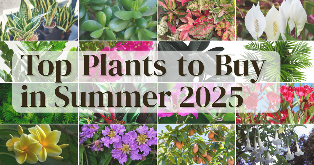 Top Plants to Buy in Summer 2025: The Ultimate Gardener’s Guide for Indian Homes