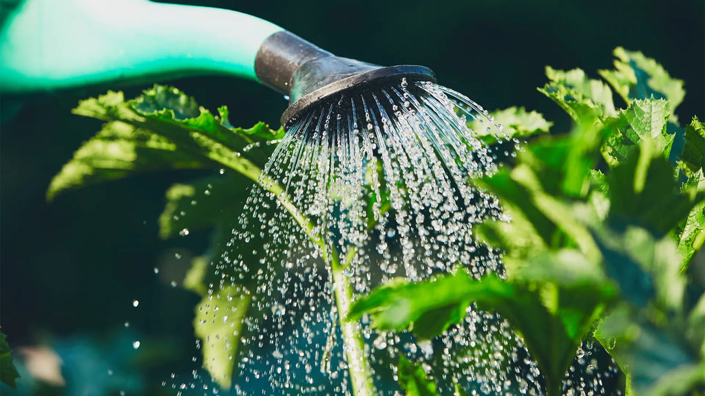 Watering Wisdom: How to Efficiently Water Your Garden During Monsoon Months