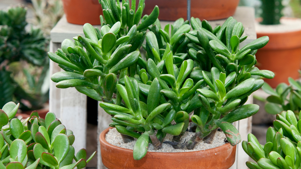 How to Care for the Jade Plant: Tips, Benefits and More