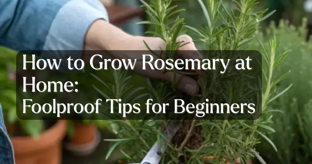 How to Grow Rosemary at Home: Foolproof Tips for Beginners