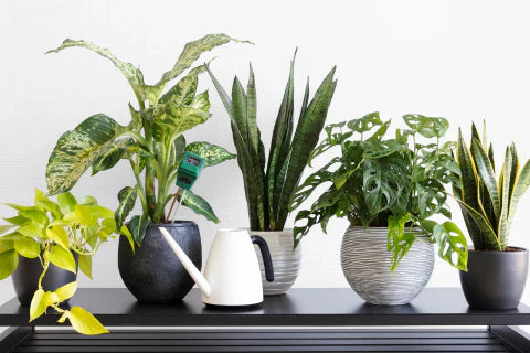 Best Indoor Plants: Transform Your Space with These 5!