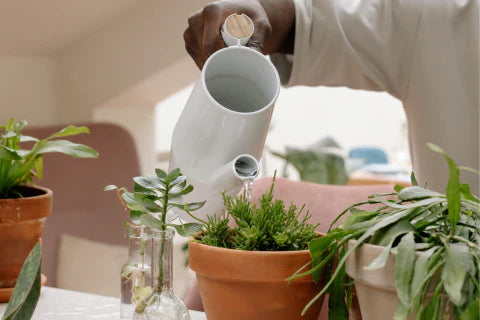 The Art of Watering Indoor Plants: Dos and Don'ts