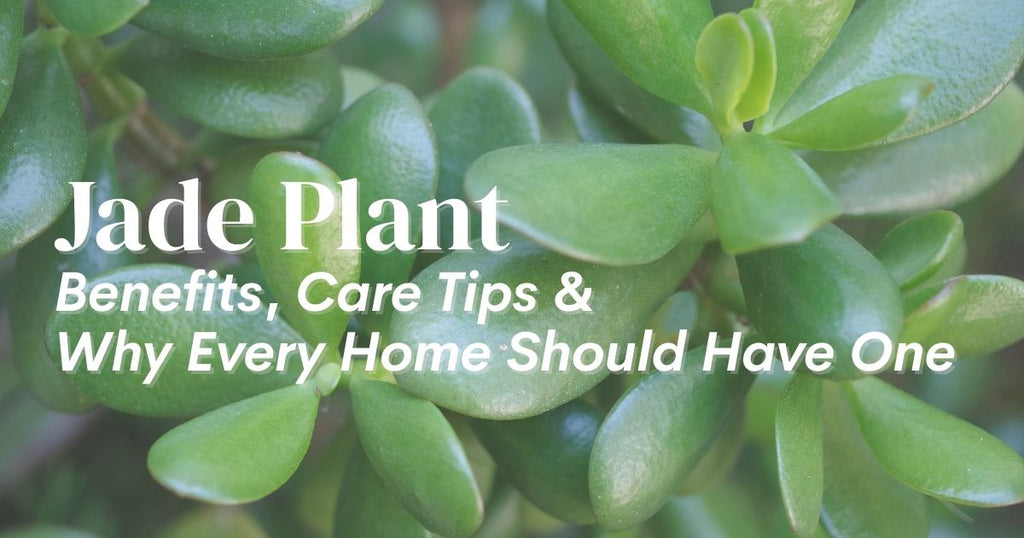 🌿 Jade Plant: Benefits, Care Tips And Why Every Home Should Have One