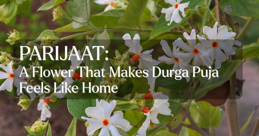 Parijaat: A Flower That Makes Durga Puja Feel Like Home