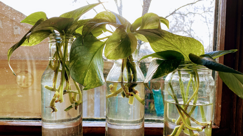 Plant Parenting: How to Propagate Plants Successfully  Gardengram
