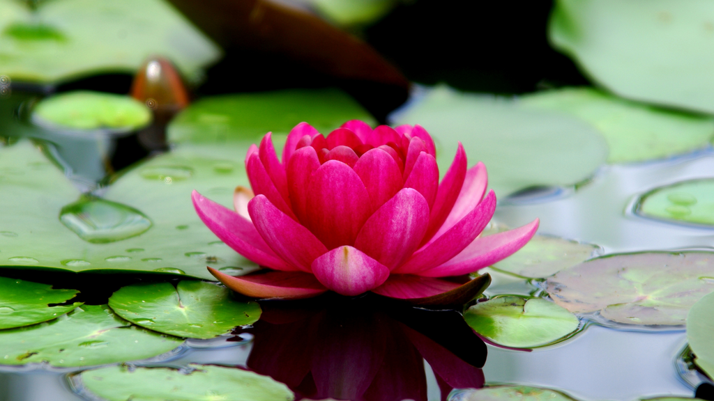 Plant Symbolism: Discovering the Meanings Behind Different Plants   Gardengram