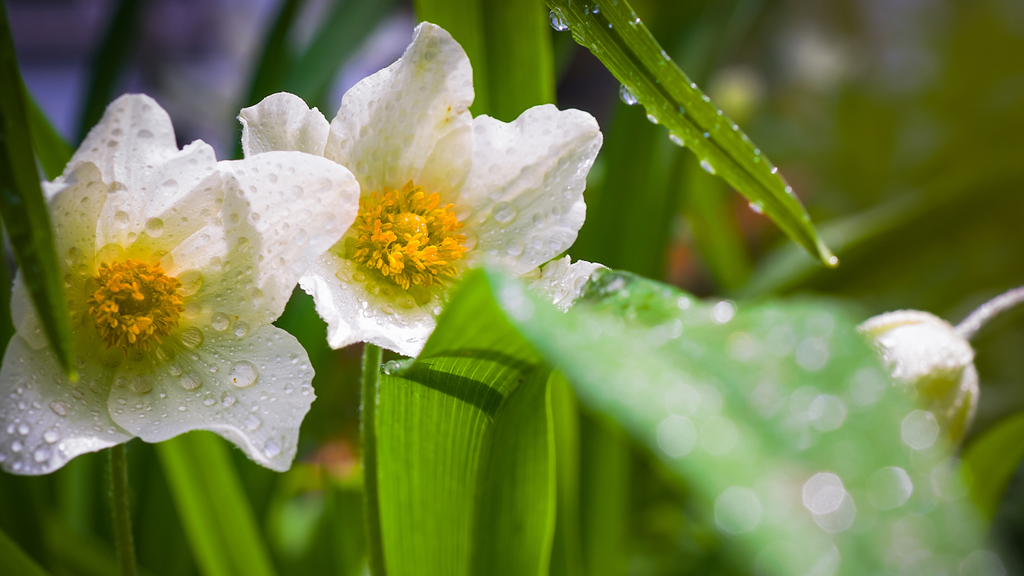 Rainy Days in the Garden: How to Make the Most of Mid-Rainfall Season
