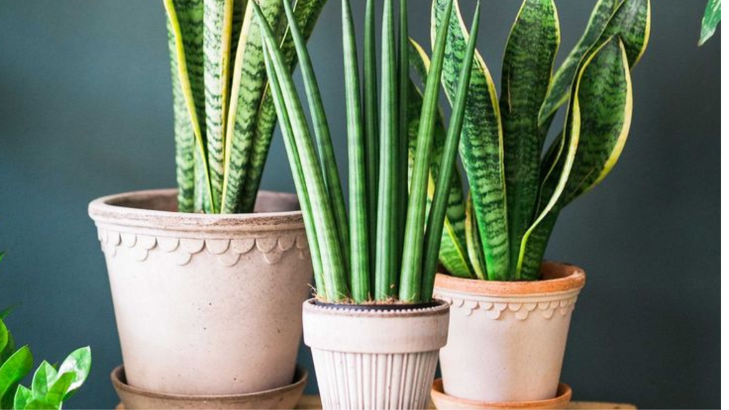 Step by step guide to pot your plant