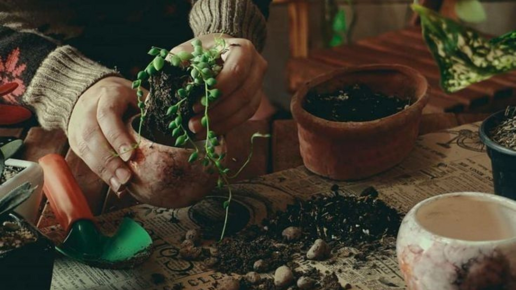 The Ultimate Guide to Succulent Care for Beginners in India