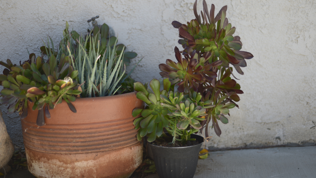 Top 10 Drought-Resistant Plants for Your Garden