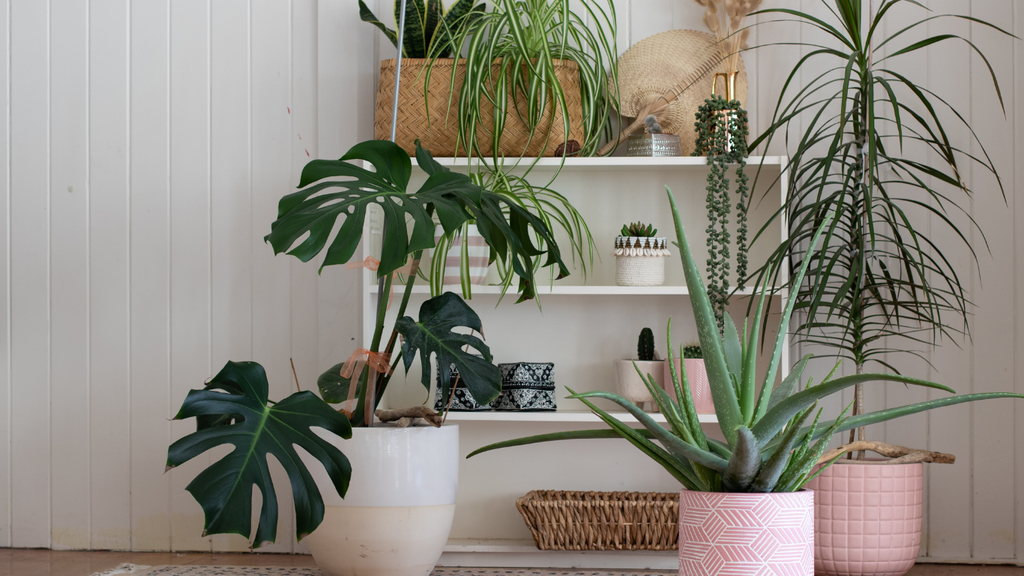Top 10 Low-Maintenance Indoor Plants for Cleaner Air