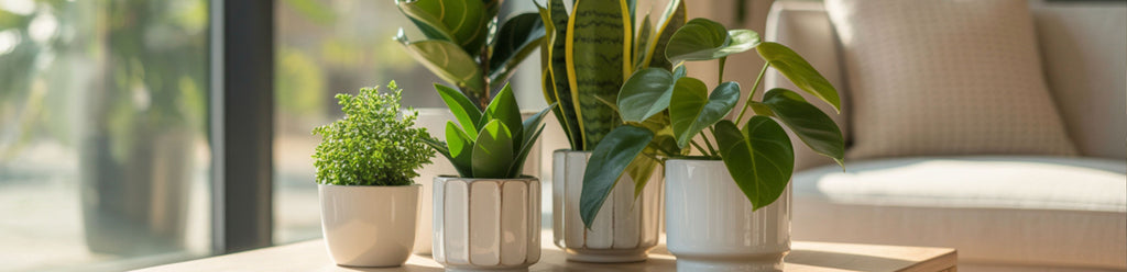 Choosing the Perfect Planters for Your Indoor Plants