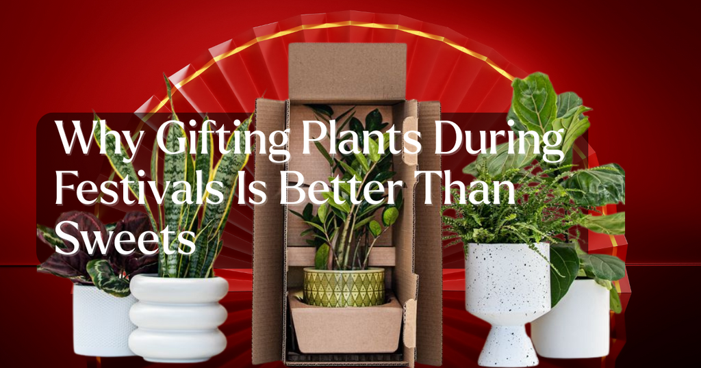 Why Gifting Plants During Festivals Is Better Than Sweets