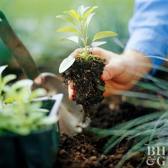 The Ultimate Guide to Winter Gardening: What to Plant and When
