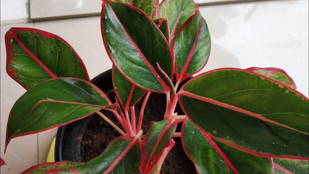 10 Pro Tips to Take Care of Aglonema Red Lipstick Plant