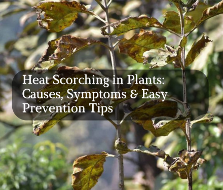 Heat Scorching in Plants: Causes, Symptoms & Easy Prevention Tips