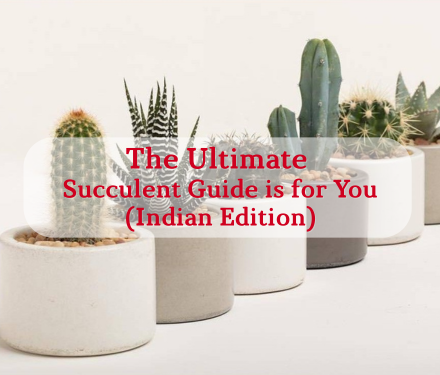 The Ultimate Succulent Guide is for You (Indian Edition)